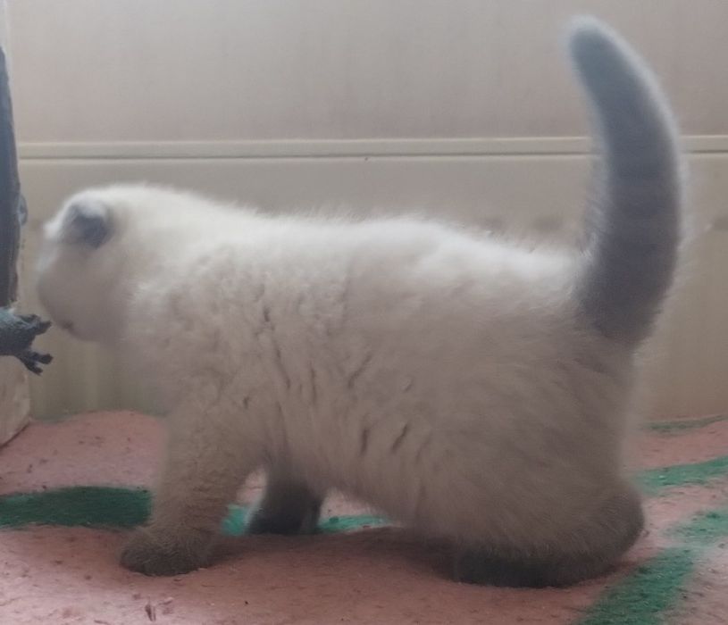 Шотландська дівчина фолд блупоінт