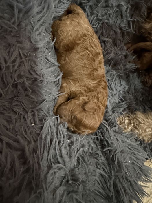 Pudel Toy piesek do rezerwacji badania genetyczne