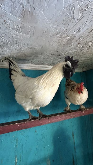 Півні порода Люйкеданьцзі, 2 красунчика віком 9 місяців