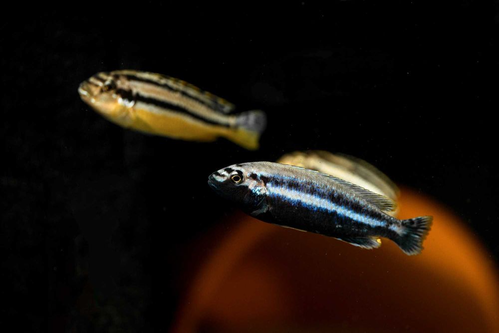 Melanochromis auratus pyszczak złocisty malawi