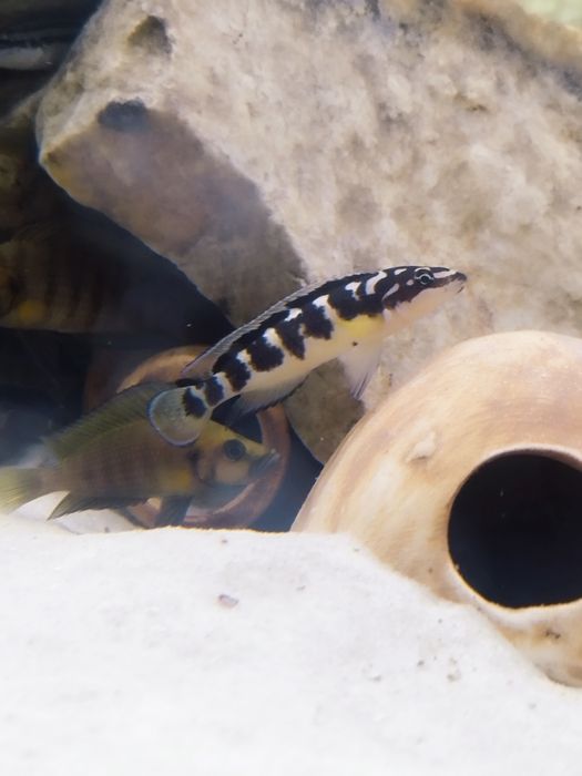 Julidochromis transcriptus kissi tanganika