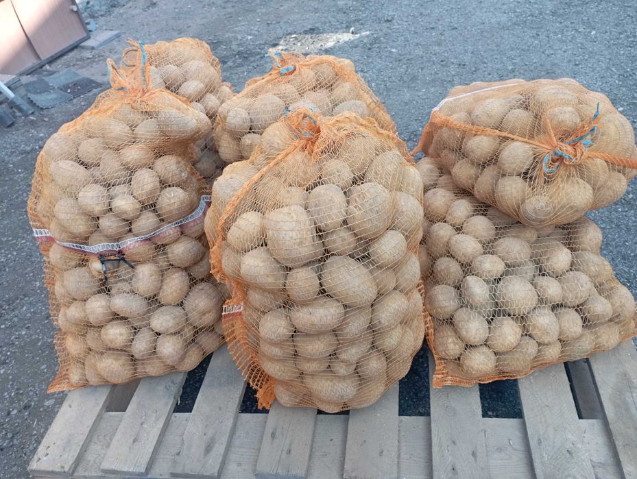 Ziemniaki GALA Prosto od Rolnika z DOWOZEM do 25 km