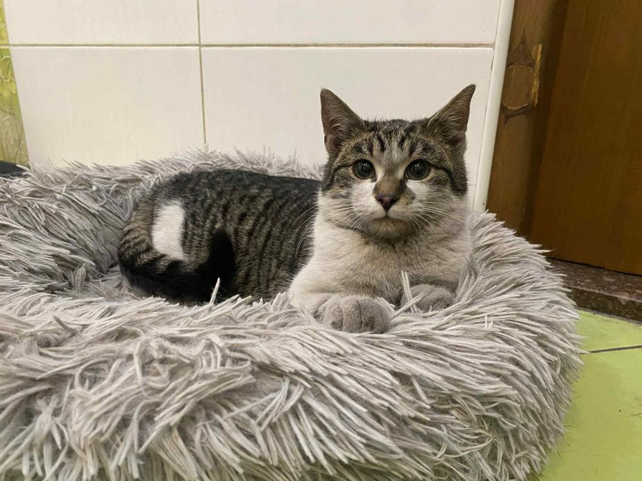 Mały kocurek szuka domu