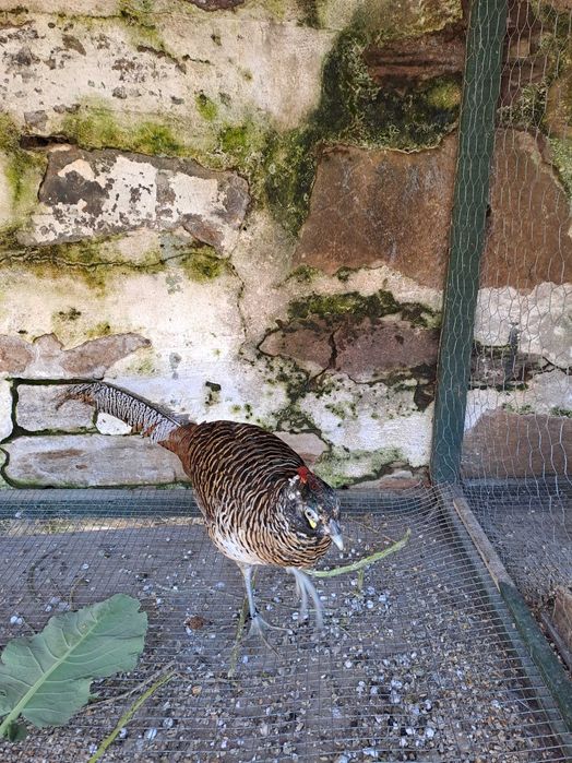 Faisões Machos lady Anilhados 2025