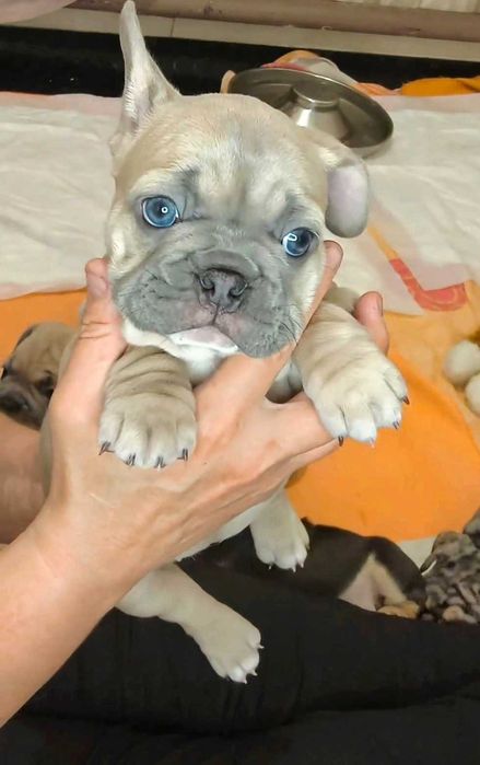 Маленькая принцесса. Французский бульдог