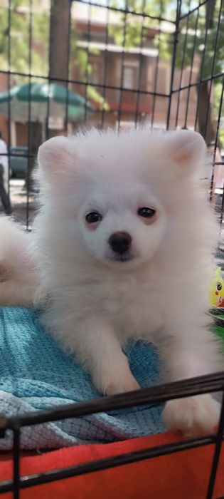 Померанський шпіц