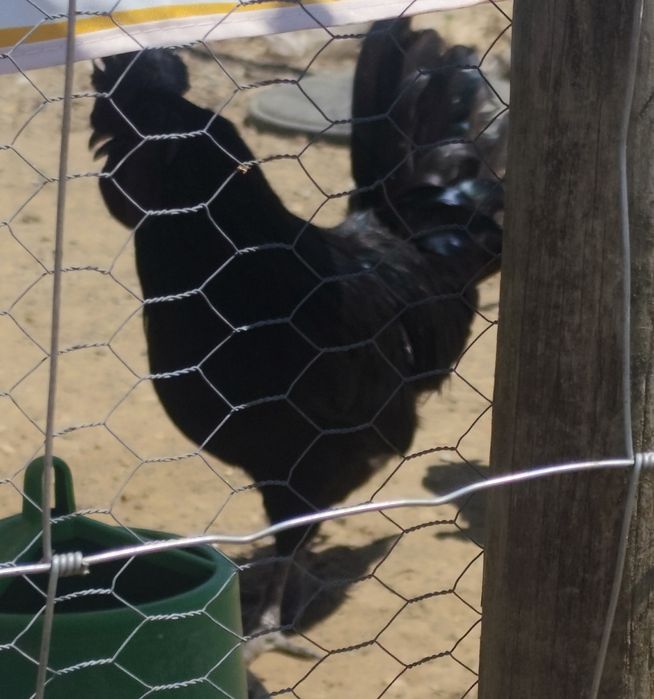 Galo Ayam cemani