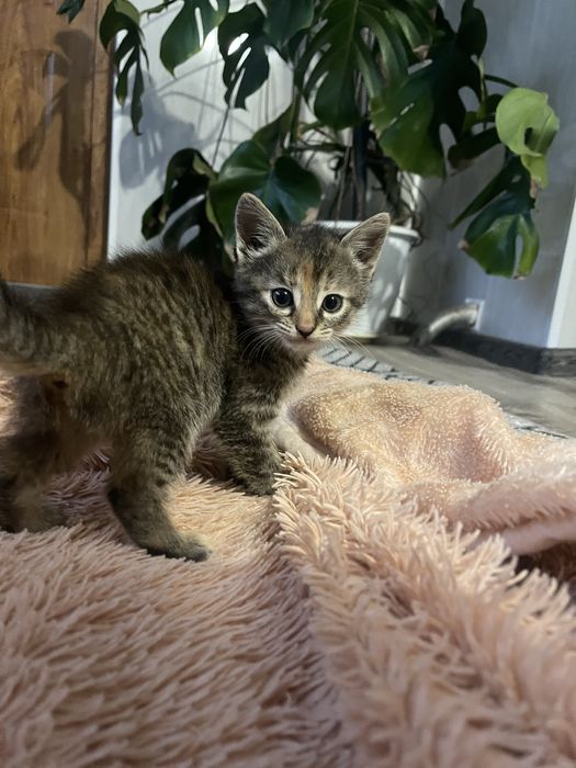 Маленькі кошенята