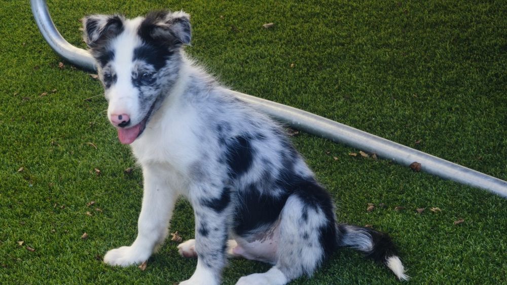 Lindíssimo Border collie macho Belue Merle  disponível
