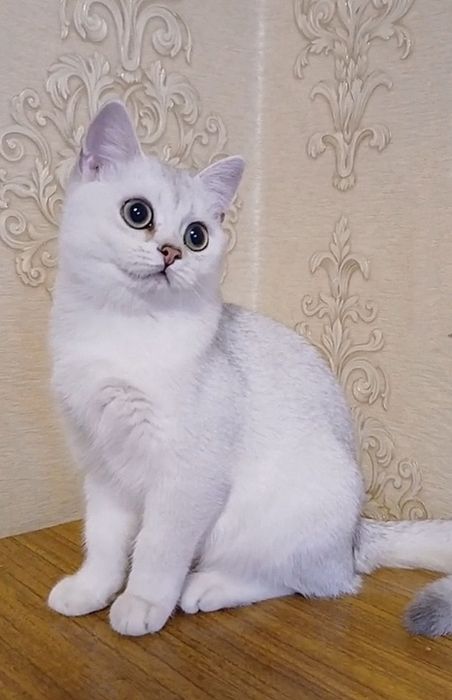 Котики та кішечка срібна шиншила.Купити в Київі в Україні.