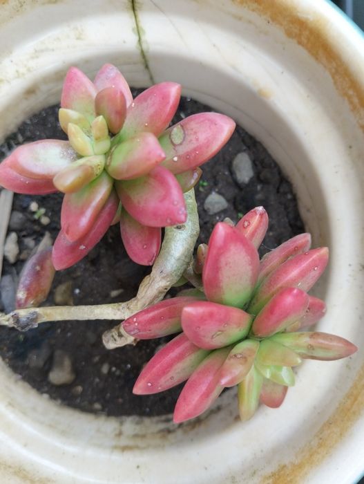 Planta Suculenta "Jelly Bean"