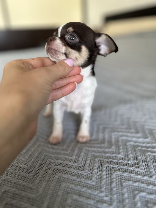 Menino Chihuahua super mini