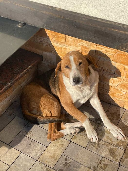 Хто загубив чи щось знає за неї?