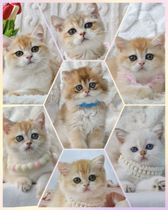 Золоті шиншили кошенята