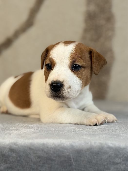 Piesek gladkowlosy Jack Russell terrier ZKWP/FCI