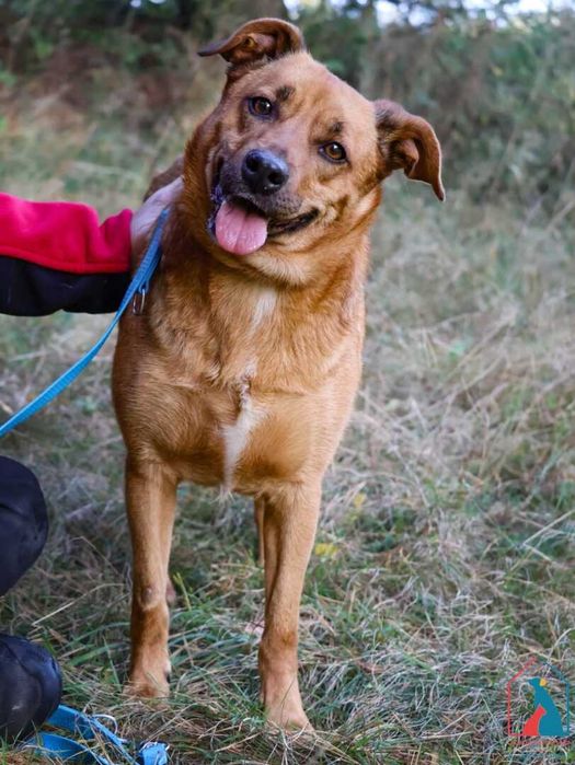 Pies który uwielbia się przytulać, lubi psy i koty - adoptuj