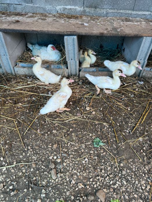 Vendo patos para reprodução ou para comer