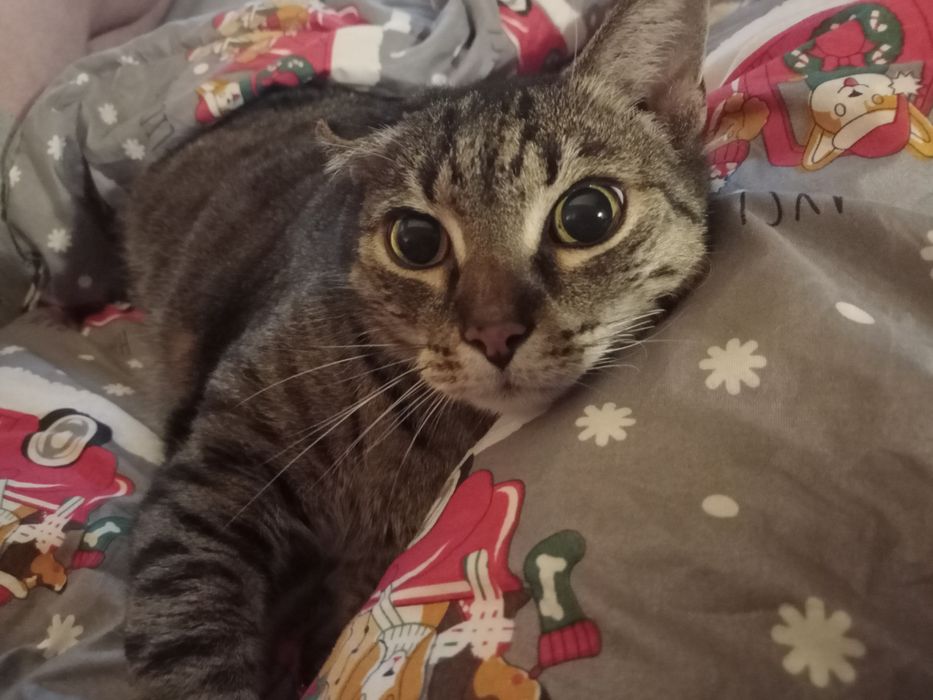 Zaginął kot Czesiu