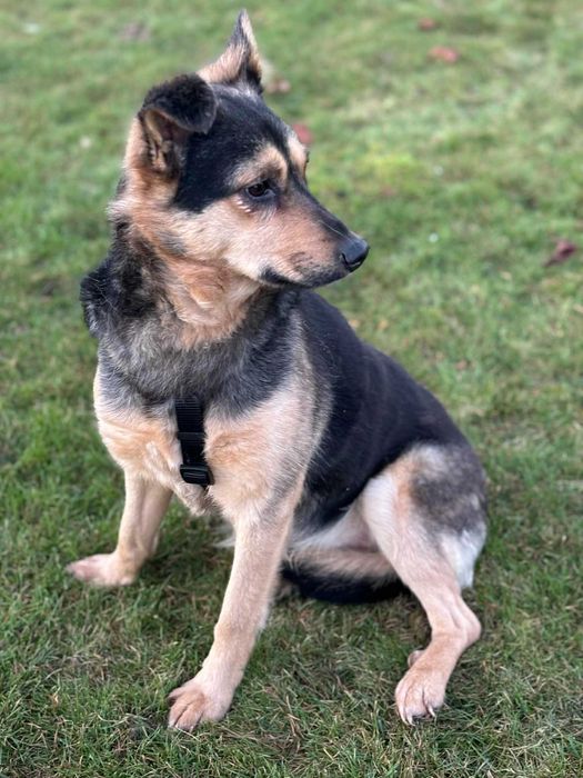 Niesamowicie przyjacielska cudowna sunia adoptuj