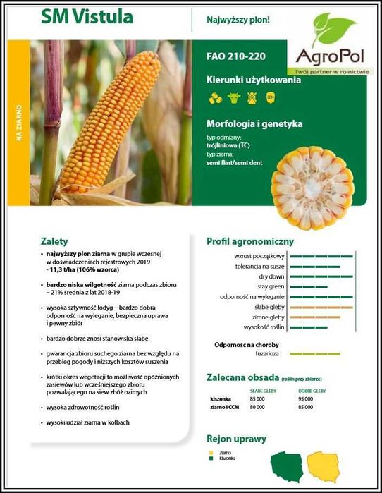 KUKURYDZA SM VISTULA - Najwyższy Plon Wczesne Ziarno Nasiona Smolice