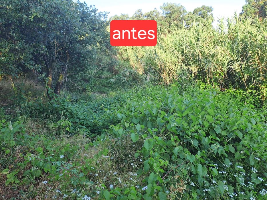 Limpeza de terrenos/ desmatação/ lavouras com trator
