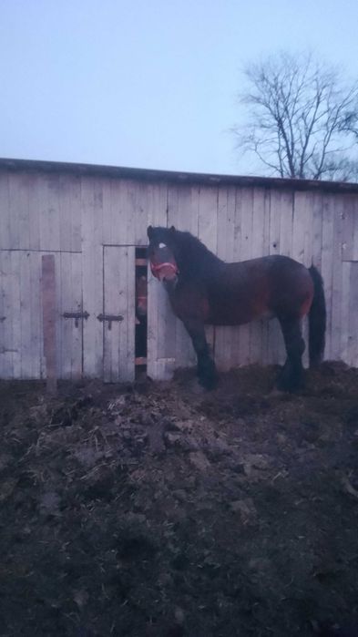 Sprzedam ogiera zimnokwistego