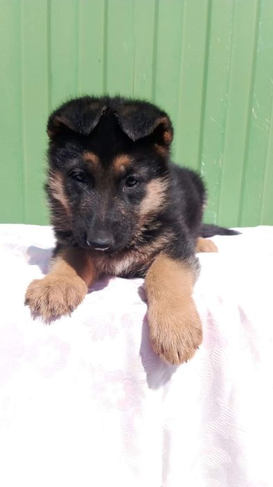 Кабель німецької вівчарки. В'язка.