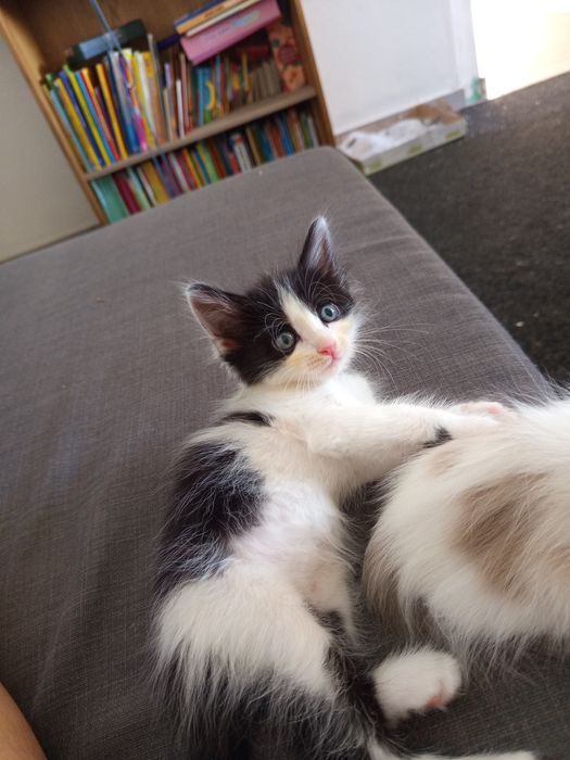 Gatinhos machos para dar