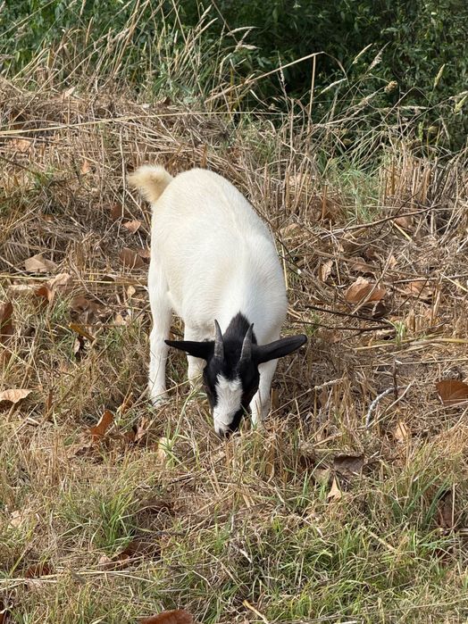 Vender cabras anâs
