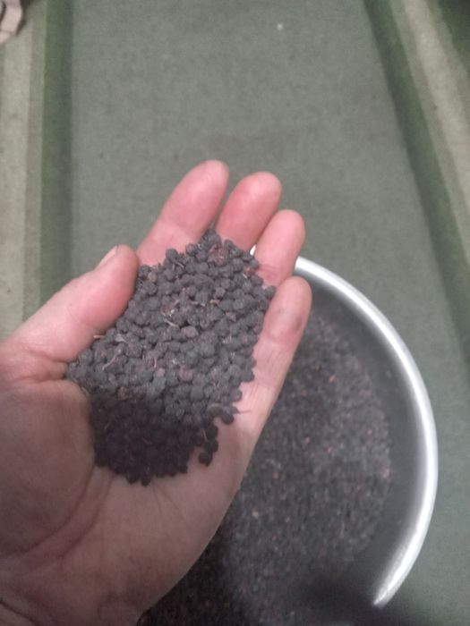 Ягоди чорниці сухої