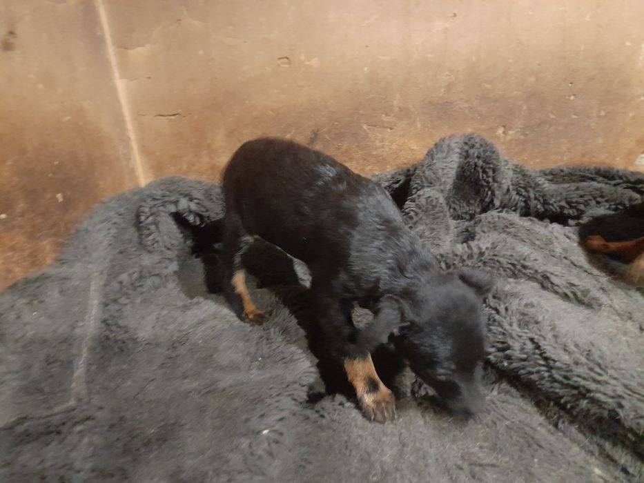 Відам цуценят в добрі руки