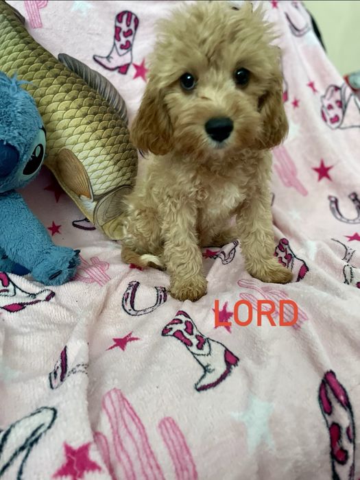 Cavapoo samiec pudel cavalier badania