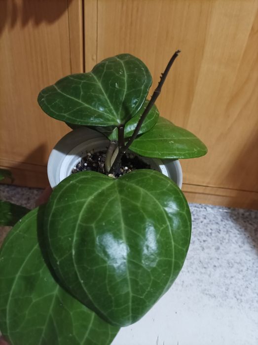 У продажу хойя Германі