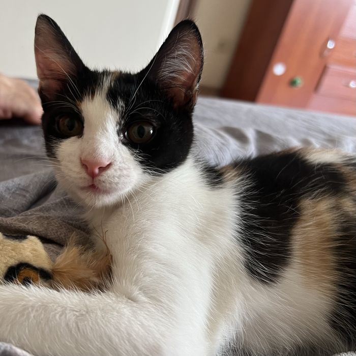 Кошеня шукає дім