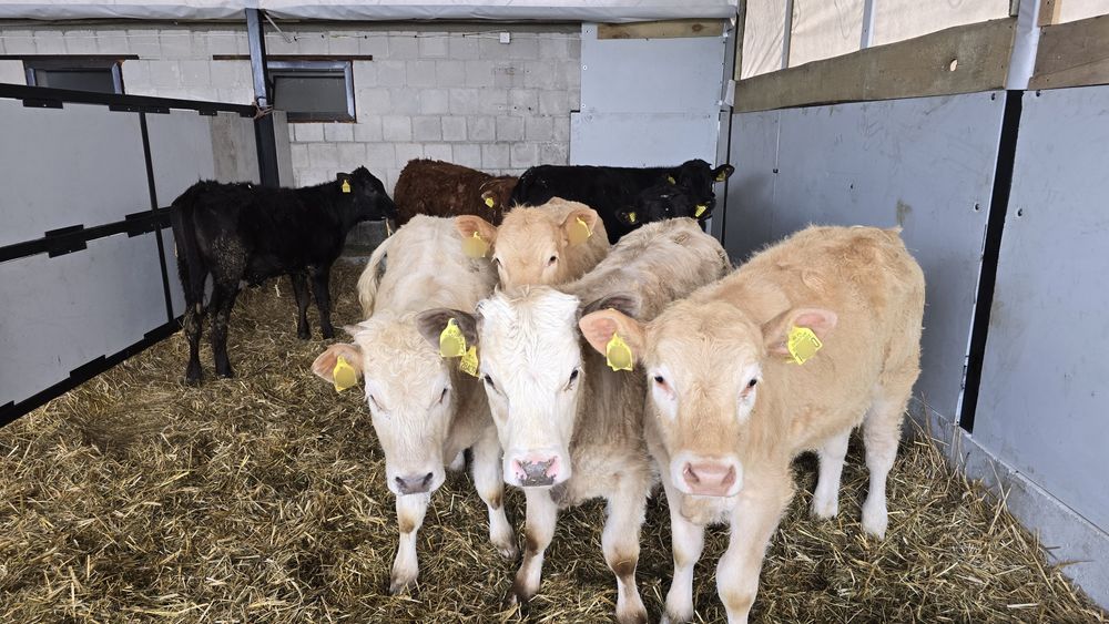 9 jalowek mięsnych 220/240kg