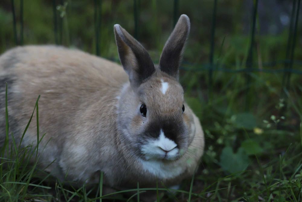 Króliki do adopcji