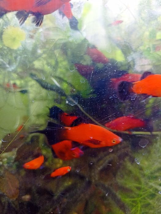 Продам пецилия Редиска чистая линия, яркий насыщенный окрас