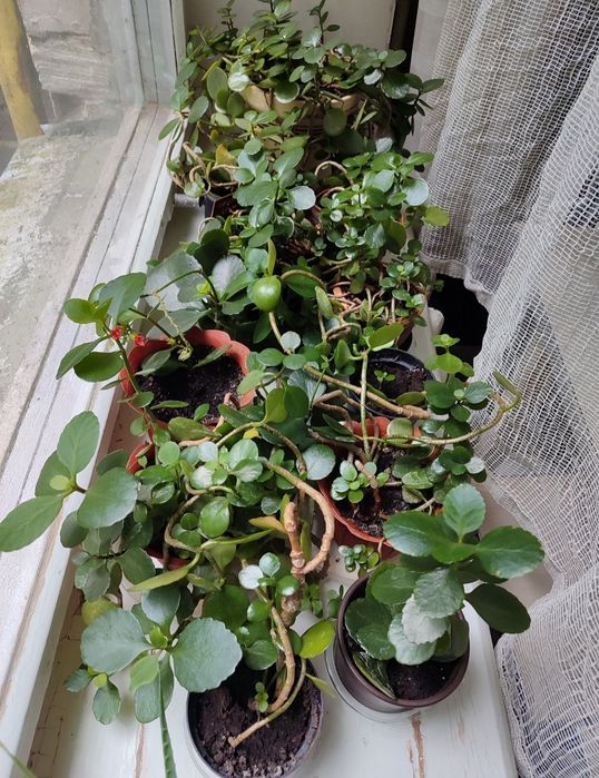 Каланхое, колір цвітіння червоний