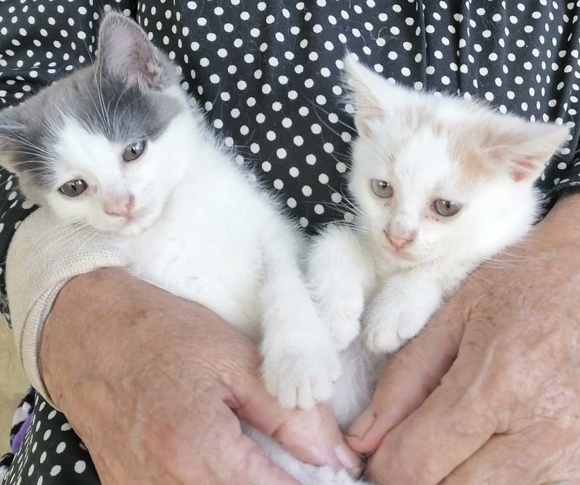 Віддам кошенят, котики в добрі руки