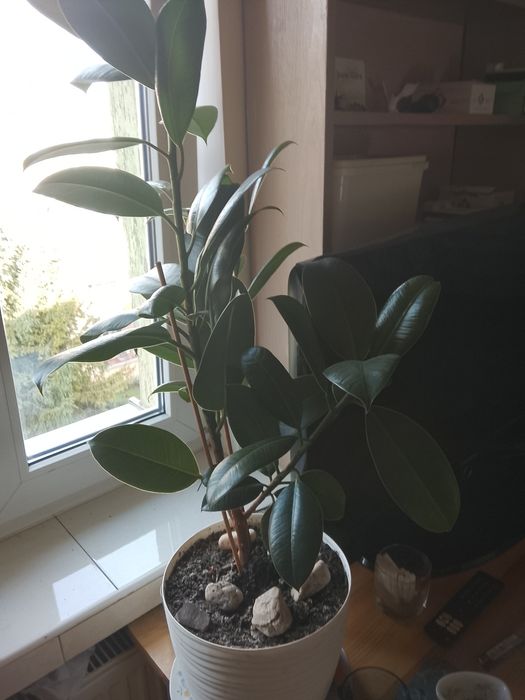 Śliczny fikus 1,5 roczny