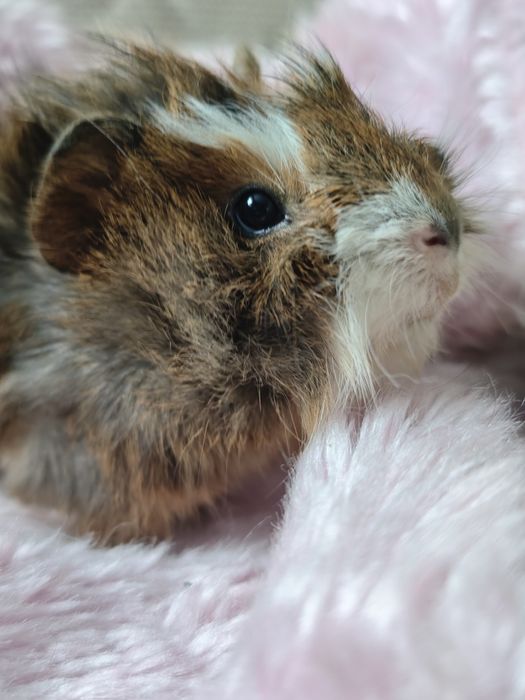 Świnka morska samiec