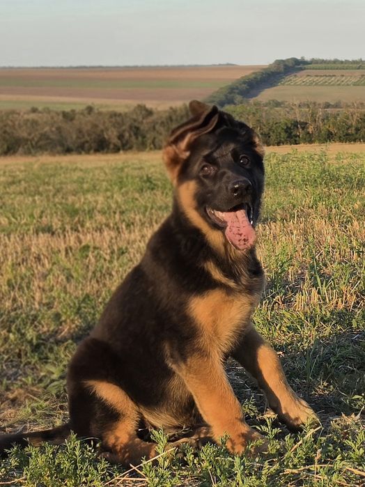 Щенок німецької вівчарки,  шоу,  3 місяці