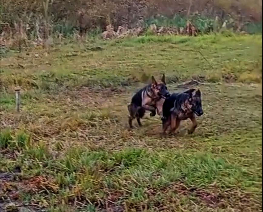 Роскошные суки.Крупные и яркие.