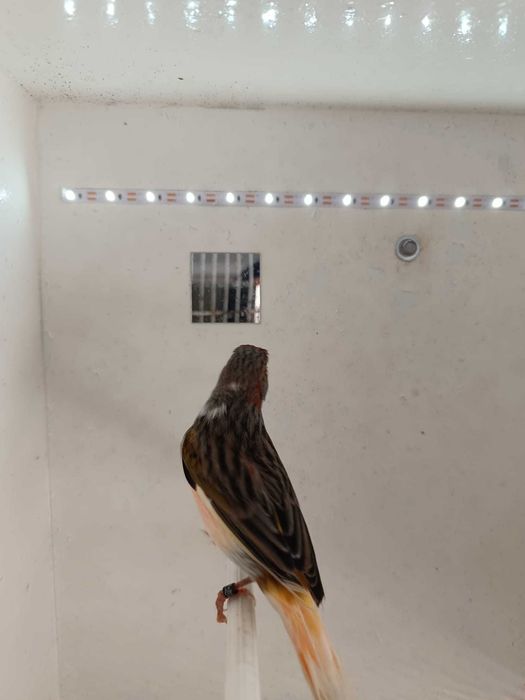 Canário Arlequim Português 2 Machos