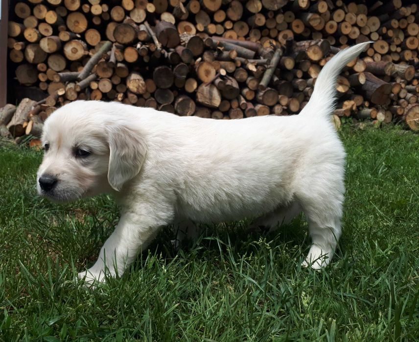 Sunia Golden Retriever