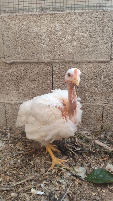 Frangos do campo