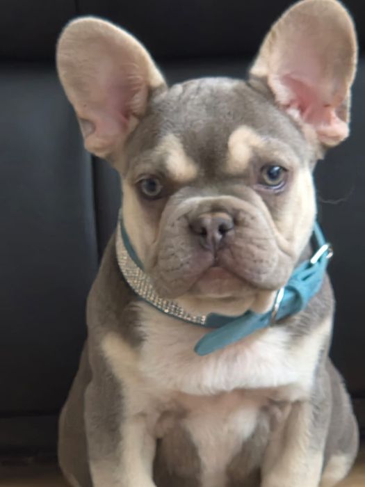 Buldog francuski/Małe rozrabiary9