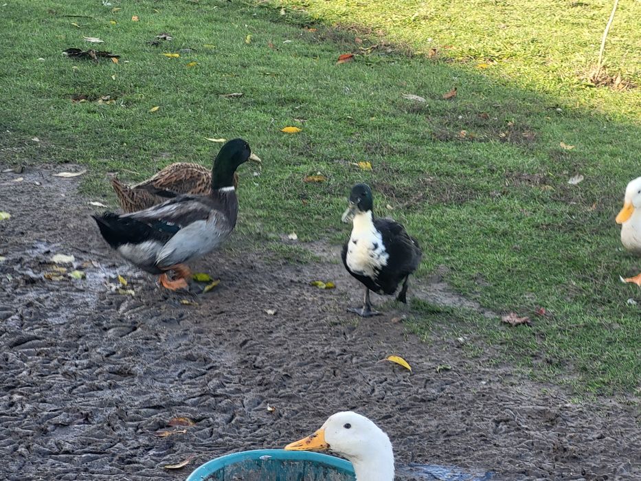 Kaczki różne gatunki.
