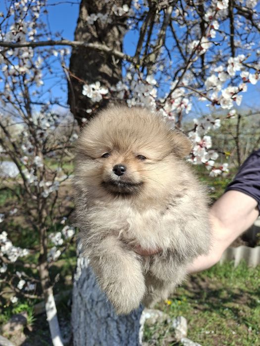 Шпиц,щенки шпиц.