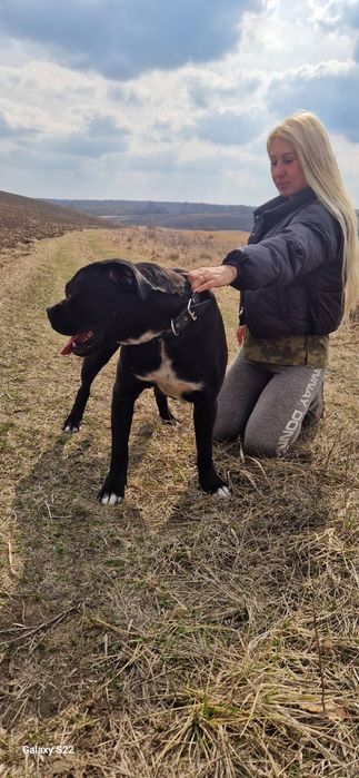 Кане корсо.вязка.родословная.КСУ